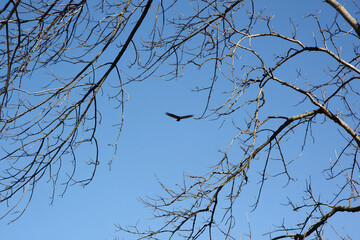 Eagle soaring majestically against a clear blue sky, framed by tree branches.
