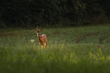 Rehbock auf der Wiese 