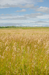 field of wheat and sky