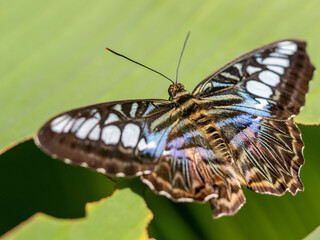 Schmetterling