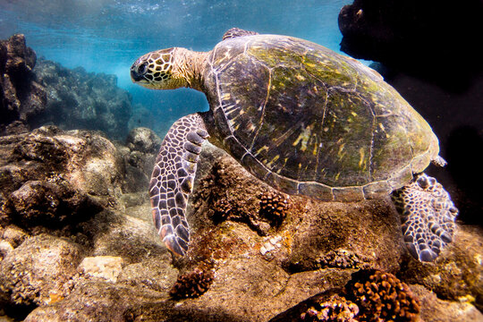 Snacky Honu