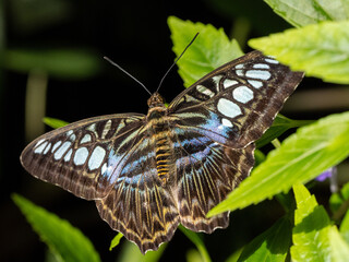 Schmetterling