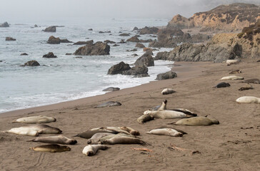 colony of elephant seals on a cloudy day, San Simeon beach, California, USA