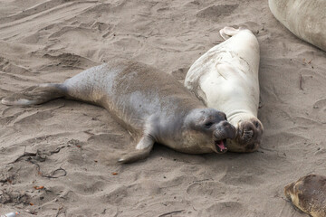 a pair of elephant seals lying in the sand at San Simeon, California, USA