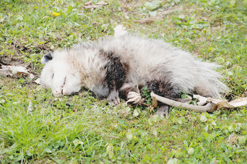  Dead Possum (Opossum - disambiguation) in the Grass