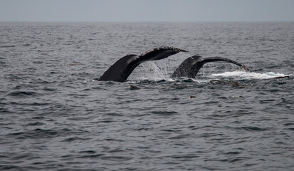 Fototapeta premium tails of synchronized humpback whales followed by sea lions in Monterey Bay, California, USA