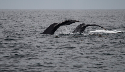 tails of synchronized humpback whales followed by sea lions in Monterey Bay, California, USA
