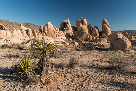Mojave yucca and boulders at Jumbo Rocks campground in the background, Joshua Tree National Park, California, US
