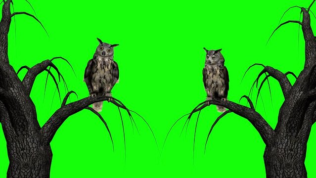 Two Horned Owl Birds on Old Trees - 3D Animation Loop - Green Screen