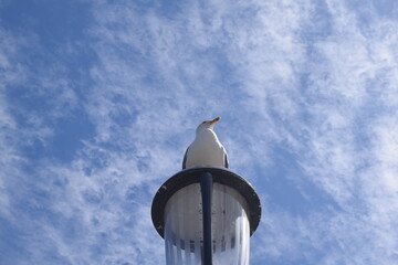 Seagull on a lamp