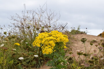 flowers in the field
