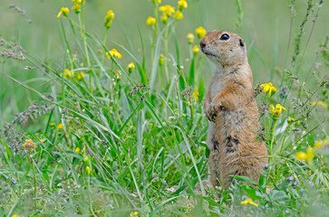 Ground squirrel among yellow flowers in spring. Cute funny animal ground squirrel. Green nature background.