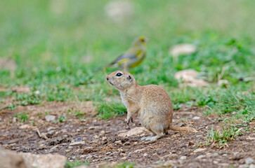 Naklejka na ściany i meble Ground squirrel and European Greenfinch bird in the background. Cute funny animal ground squirrel. Green nature background.