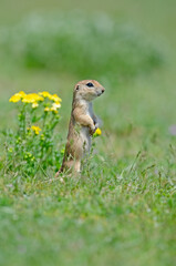 Ground squirrel and yellow flower. Cute funny animal ground squirrel. Green nature background.
