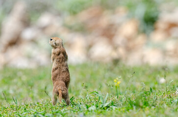 Naklejka na ściany i meble Ground squirrel with his back turned. Cute funny animal ground squirrel. Green nature background.
