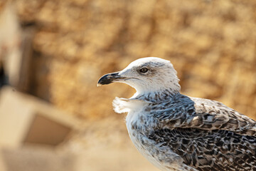 portrait of a sea gull