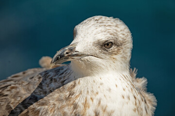 portrait of a sea gull