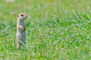 Naklejka na ściany i meble Baby ground squirrel standing. Cute funny animal ground squirrel. Green nature background.