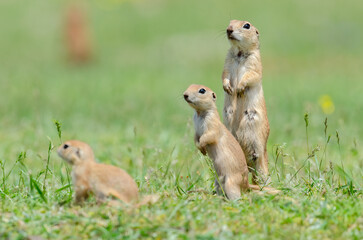 Ground squirrel family. Cute funny animal ground squirrel. Green nature background.