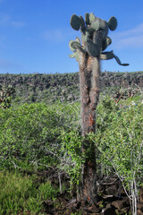 Large Prickly pear cactus on Santa Fe Island, Galapagos National Park, Ecuador.