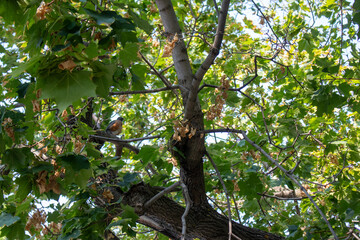 green apple tree in spring