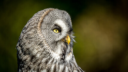 The Great Grey Owl