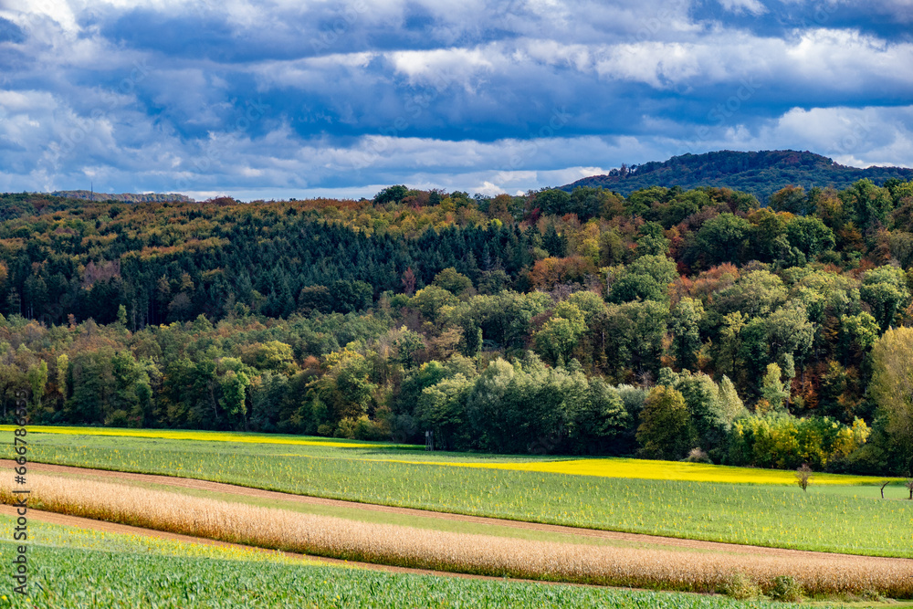 Canvas Prints Wiederaufforstung im Mischwald