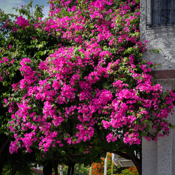 street flowers