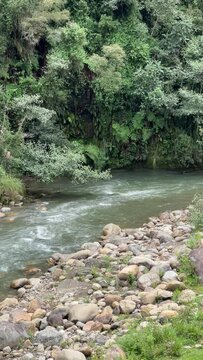 Video vertical de un rio en medio de varios arboles y matorrales 