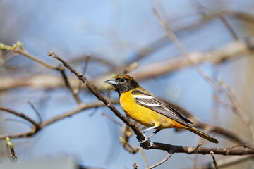 An immature male Baltimore Oriole perches on a branch in Chichaqua Bottoms Greenbelt, Iowa. 