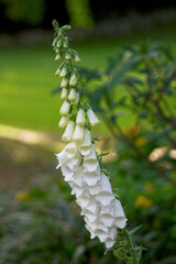 Close up on a white foxgloves