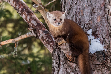 An American Marten (Martes americana) or Pine Marten Clings to a Red Pine Tree in Winter