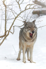 Gray wolf (Canis lupus) yawning