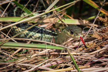 Eastern Garter Snake (Thamnophis sirtalis sirtalis) with tongue sticking out emerging from grass 