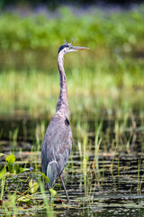 A Great Blue Heron Standing Majestically in a Wetland