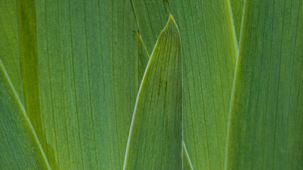 Close Up of Green Iris Leaves 