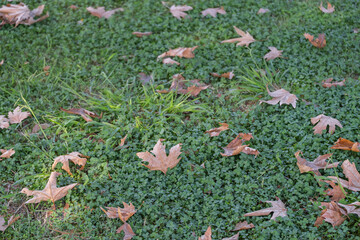 Green clover natural background. dried and fallen plane tree leaves in autumn.