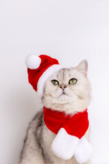 A cute white cat sitting in a red Santa hat and a red scarf looks up