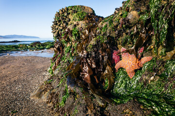 Ochre sea stars on the Oregon Coast