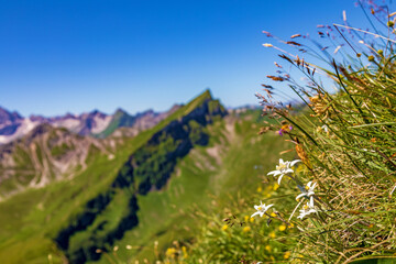Edelweiß - Schochenspitze - Allgäu - Tannheimer Tal - Tirol - Alpen - Berge - obrazy, fototapety, plakaty