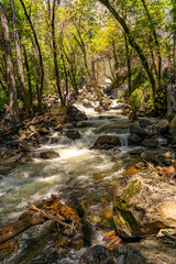 River waterfall in forest landscape in Yosemite 