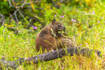 California ground squirrel (Spermophilus beecheyi) in the garden.