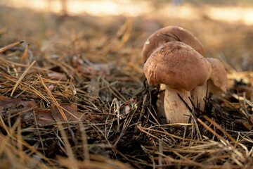 mushrooms in the forest