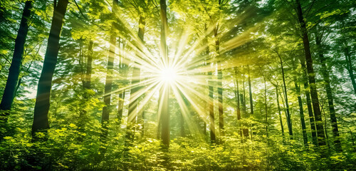 Fototapeta na wymiar Beautiful forest with bright sun shining through the trees. Scenic forest of trees framed by leaves, with the sun casting its warm rays through the foliage at sunset