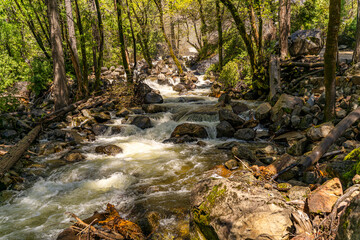 River waterfall in forest landscape in Yosemite 