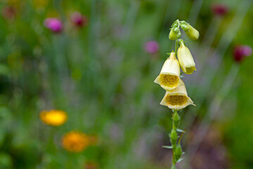 Close up on a yellow foxgloves