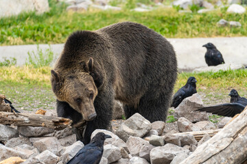 Grizzly bear looking for food under rocks at the Grizzly  Wolf Discovery Centre, Yellowstone National Park.