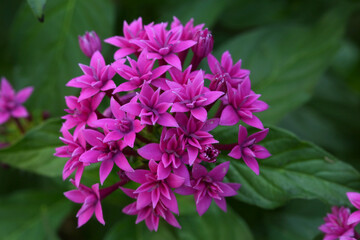 ペンタスの花