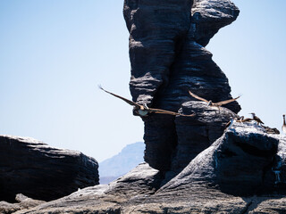 Birds of Loreto