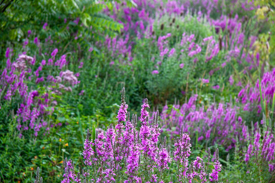 Vibrant field of horay vervain flowers